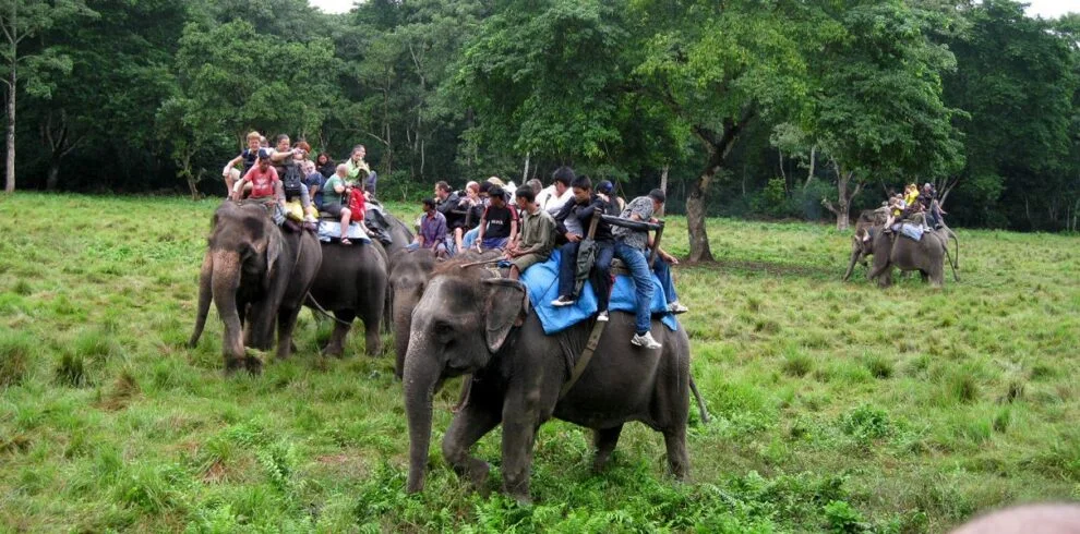 Jungle Safari