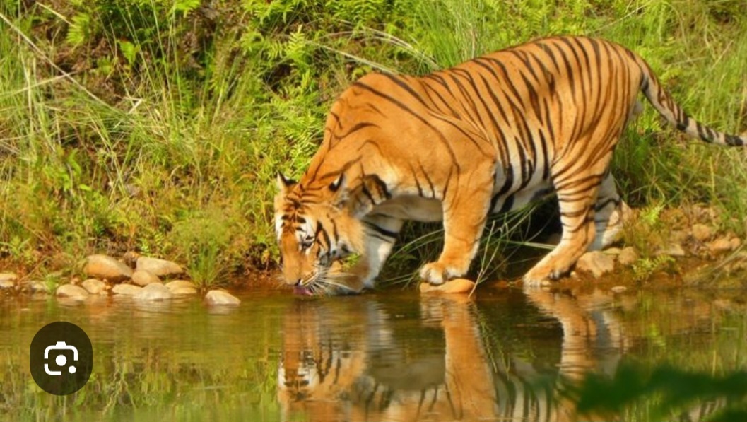 Bardia Jungle Safari Real Journey Trekking Nepal