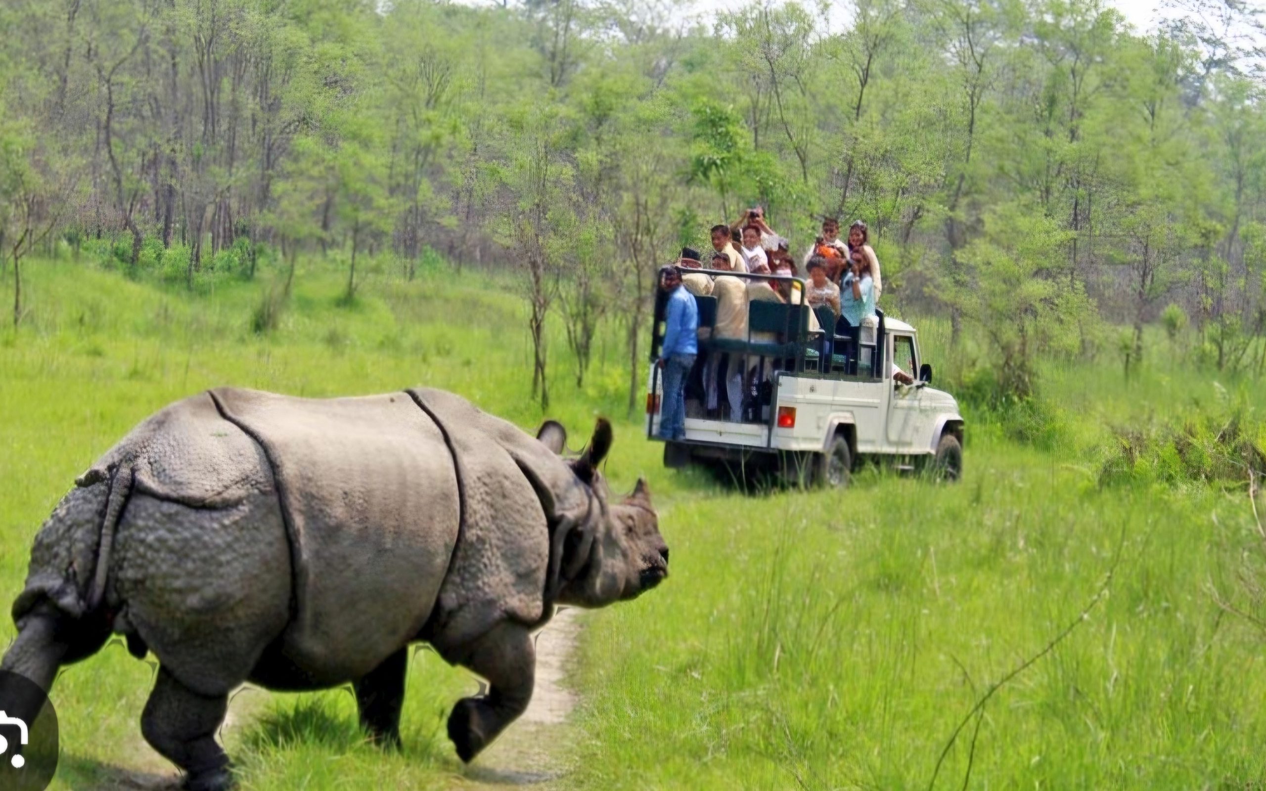 Jungle safari in Nepal