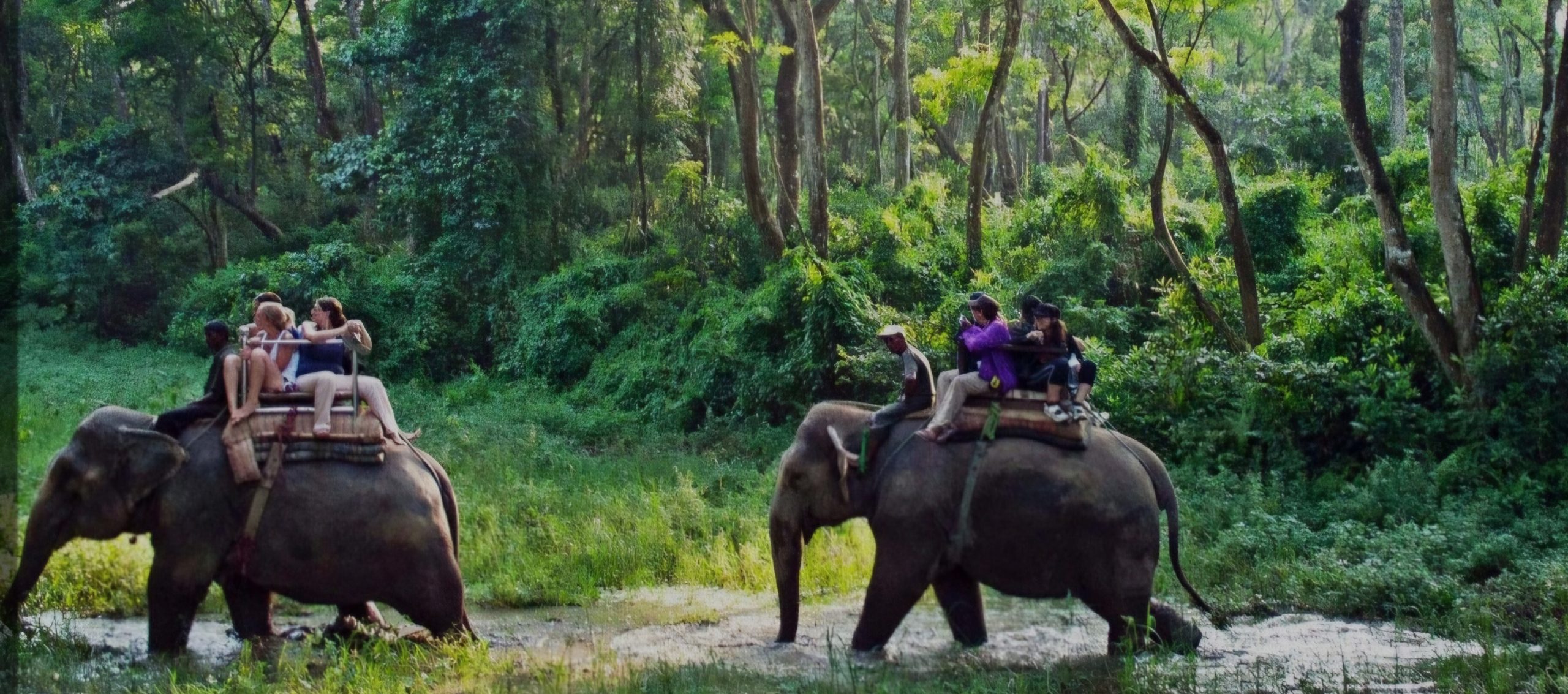 Jungle safari in Nepal